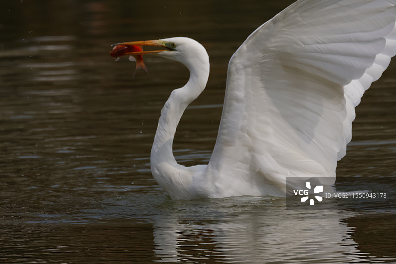 白鹭捕鱼图片素材