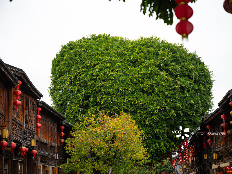 福州三坊七巷 爱心形状榕树图片素材
