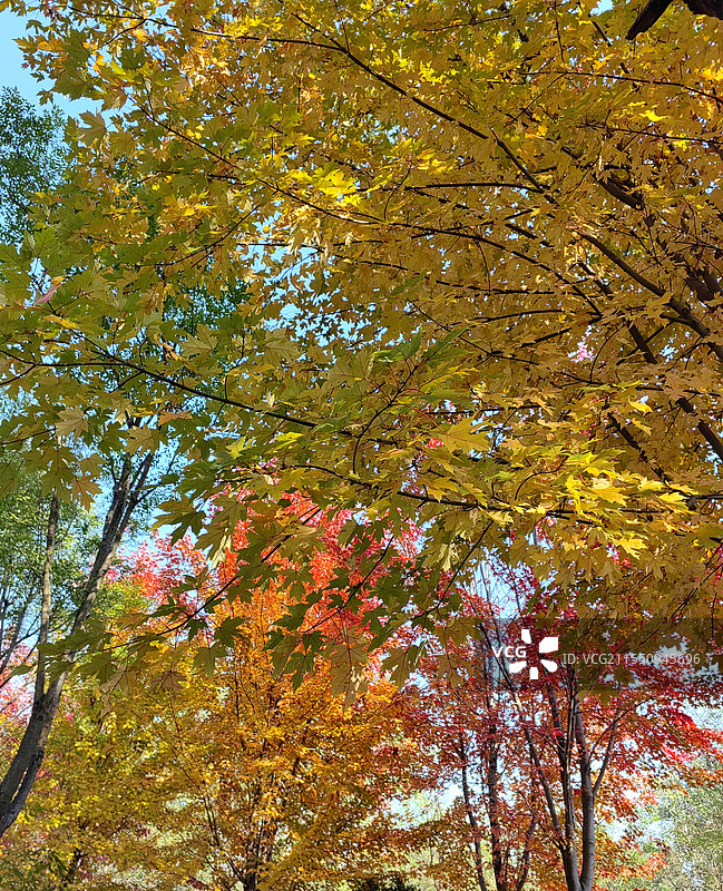 滨海森林公园的秋图片素材