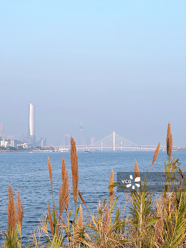 横琴海边的芦苇丛图片素材