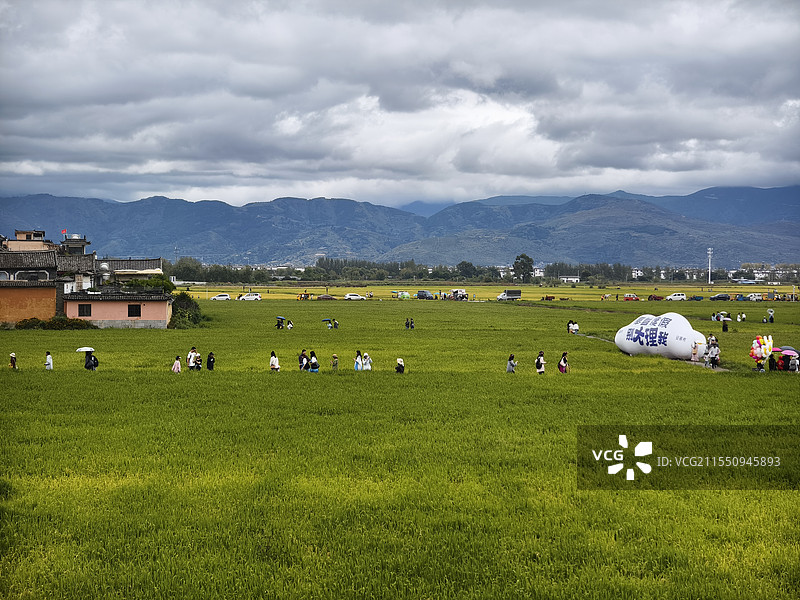 大理喜洲古镇麦田图片素材