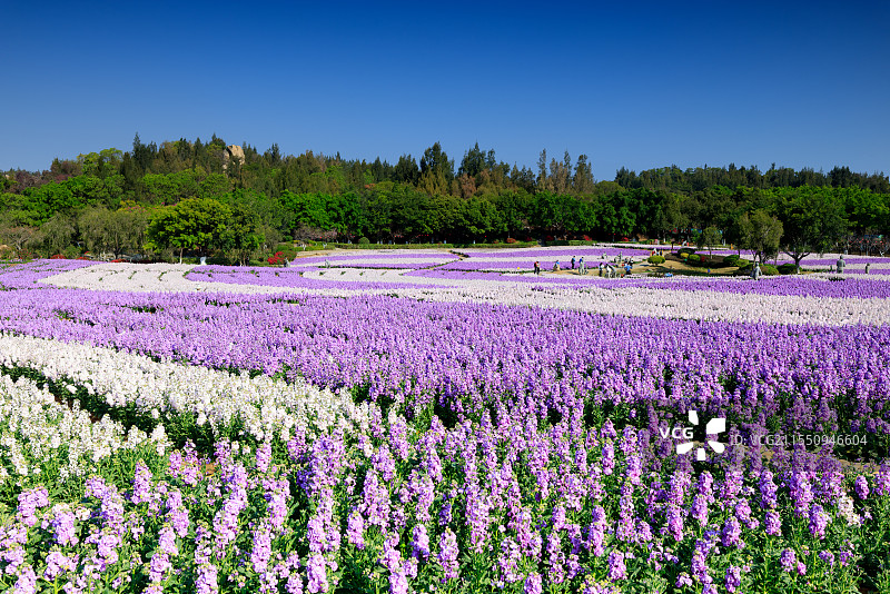 紫罗兰花海（厦门市翔安区）图片素材