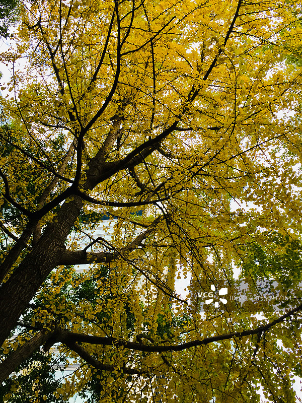 银杏树图片素材