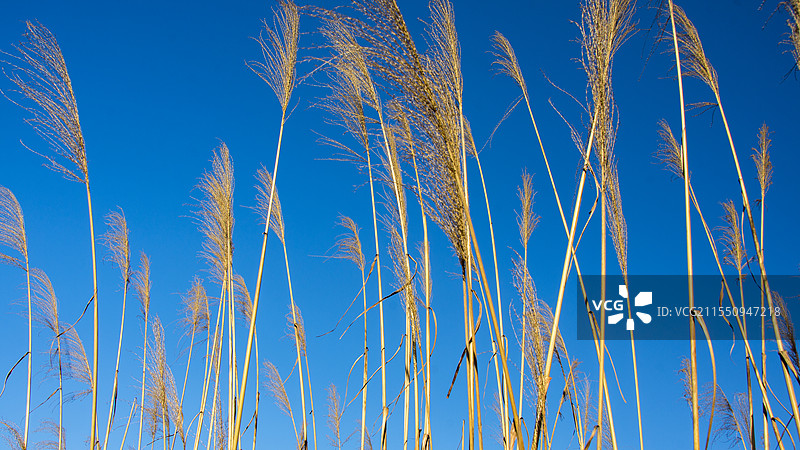芦苇花图片素材