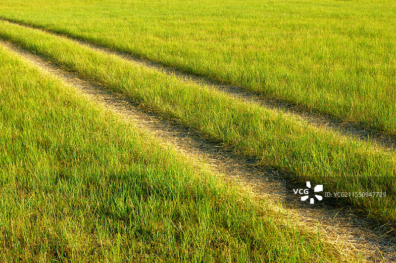 内蒙古陈巴尔虎旗草原风光图片素材