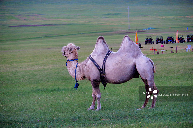 草原骆驼图片素材