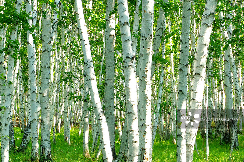 内蒙古额尔古纳白桦林景区图片素材