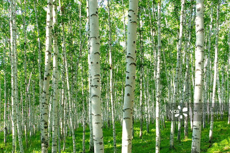 内蒙古额尔古纳白桦林景区图片素材