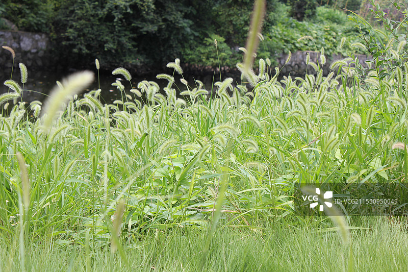 一大片狗尾巴草图片素材