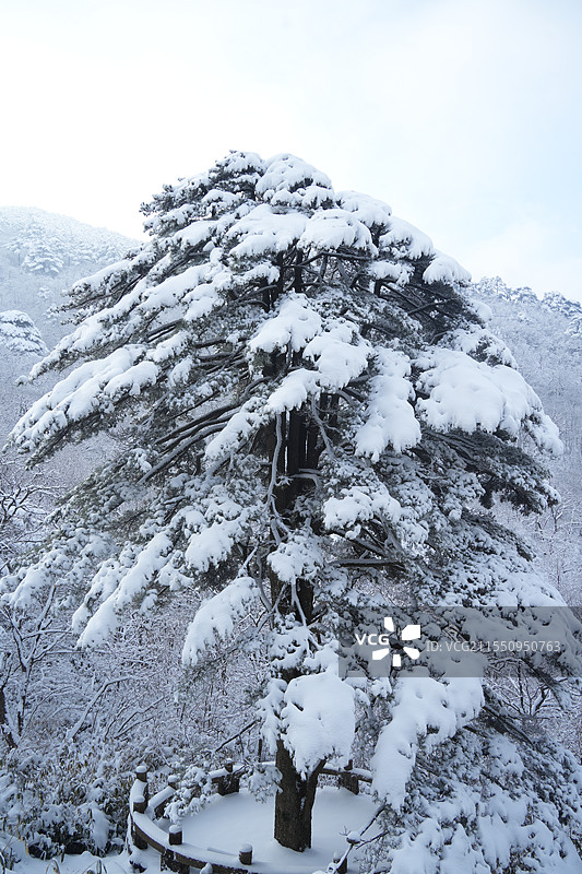 黄山团结松图片素材