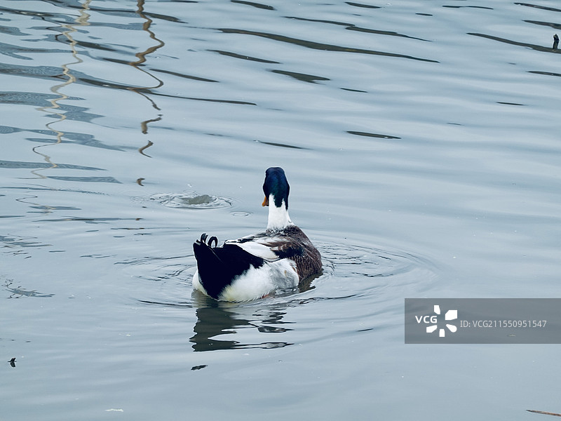 鸭子戏水图片素材
