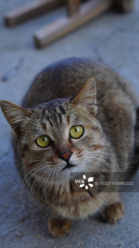 表情疑惑的狸花猫图片素材