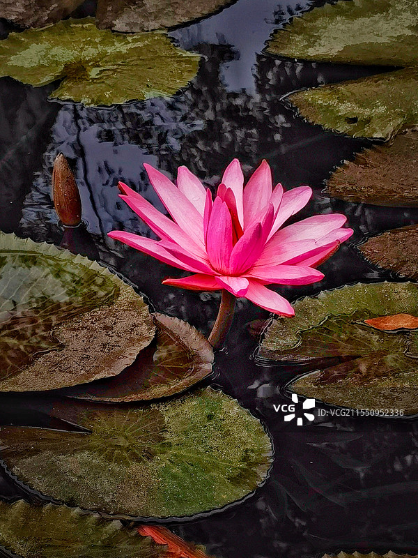 花卉园的睡莲好美拍摄于西双版纳热带花卉园图片素材