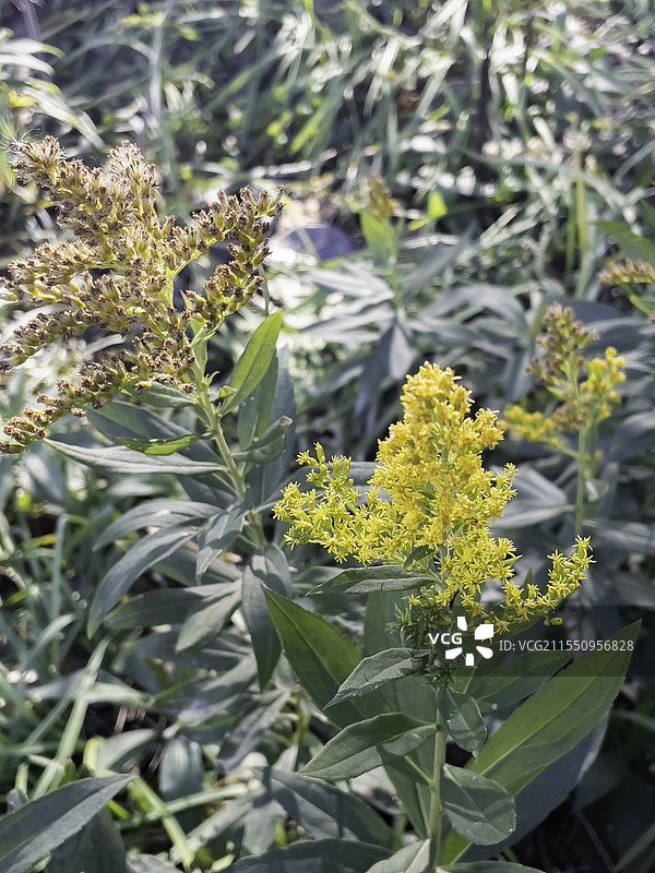 加拿大一枝黄花图片素材