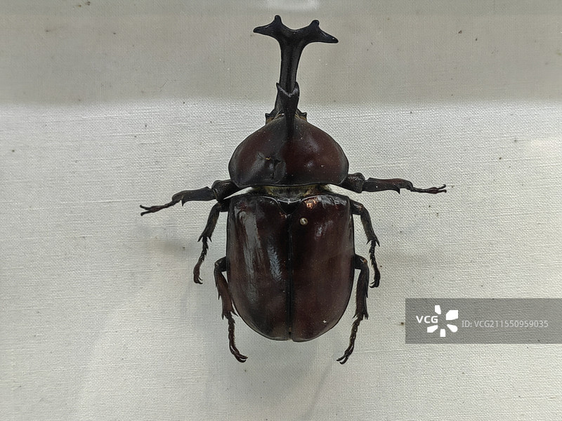 蜣螂标本（屎壳郎）图片素材