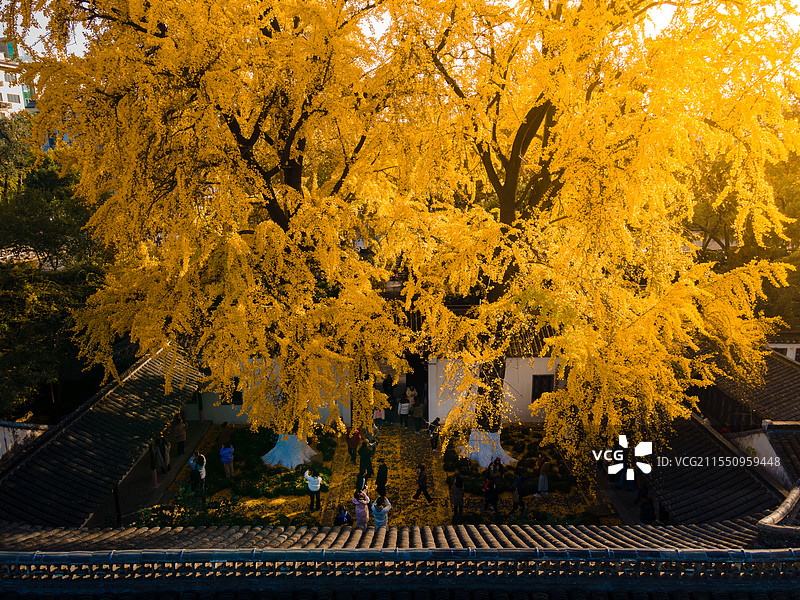 扬州史公祠银杏图片素材