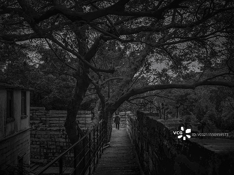 厦门胡里山炮台景区中的榕树，采用黑白影调来体现一种独特氛围图片素材