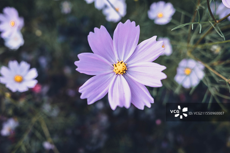 格桑花特写图片素材