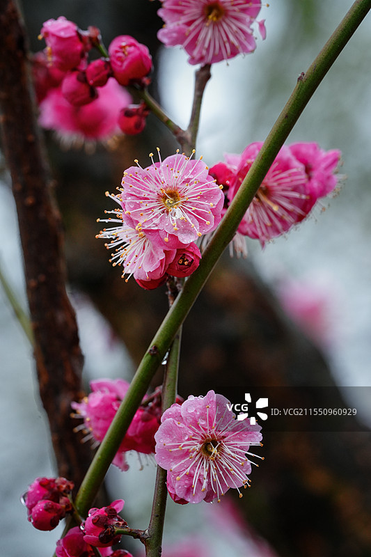 梅花图片素材