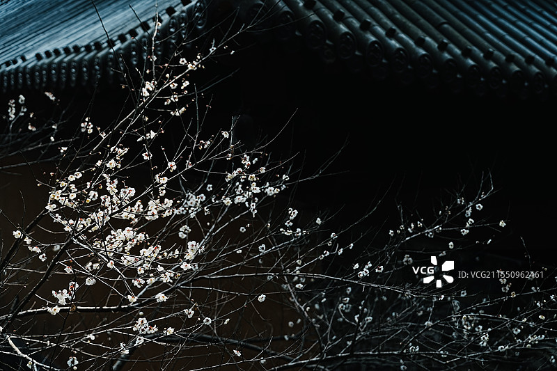 国清寺 梅花图片素材