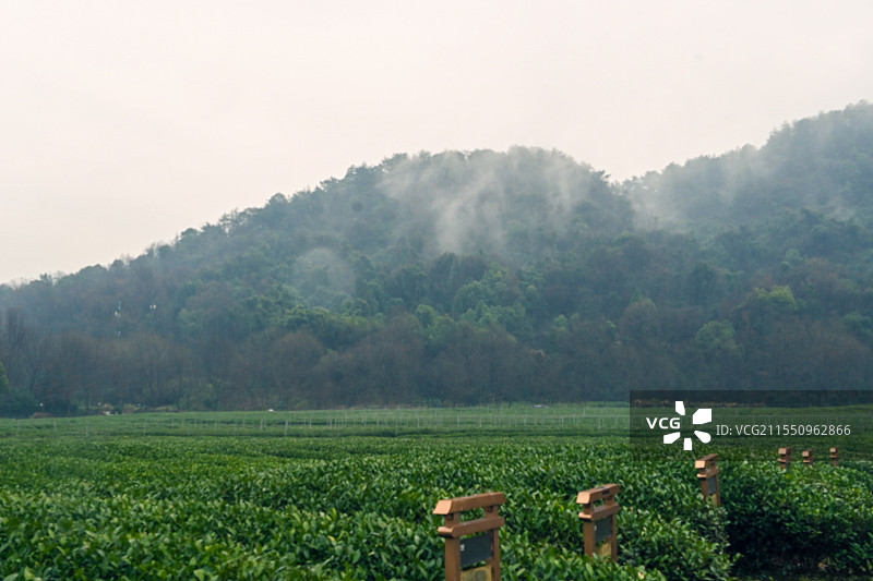 杭州西湖中国茶叶博物馆茶园和远山图片素材