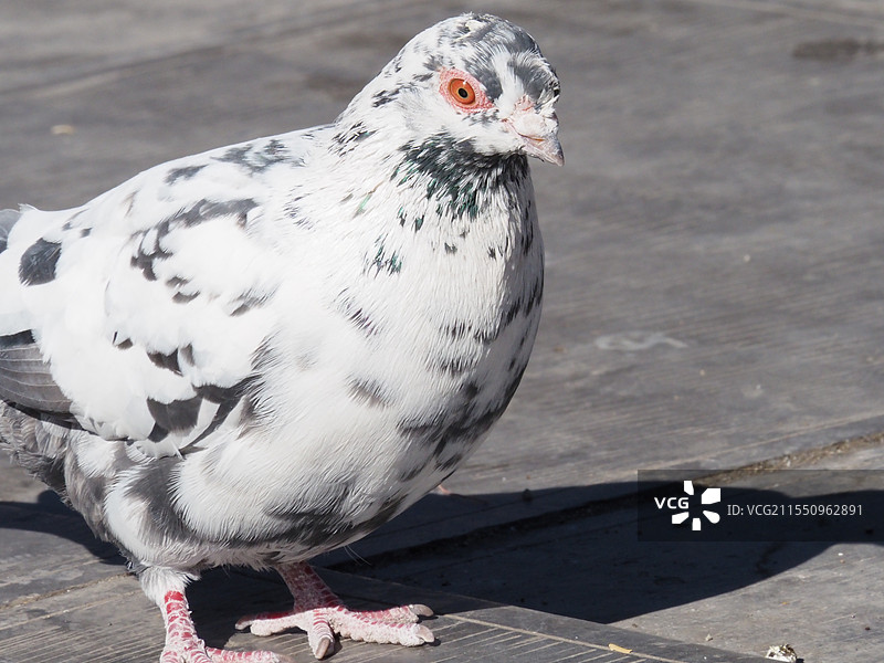 观赏鸟家鸽图片素材