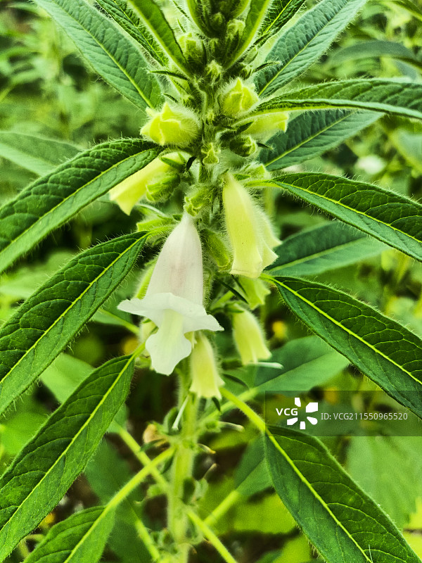 夏天成熟的芝麻籽苗杆乡村农家种植的黑芝麻树苗草本植物特写自然图片素材