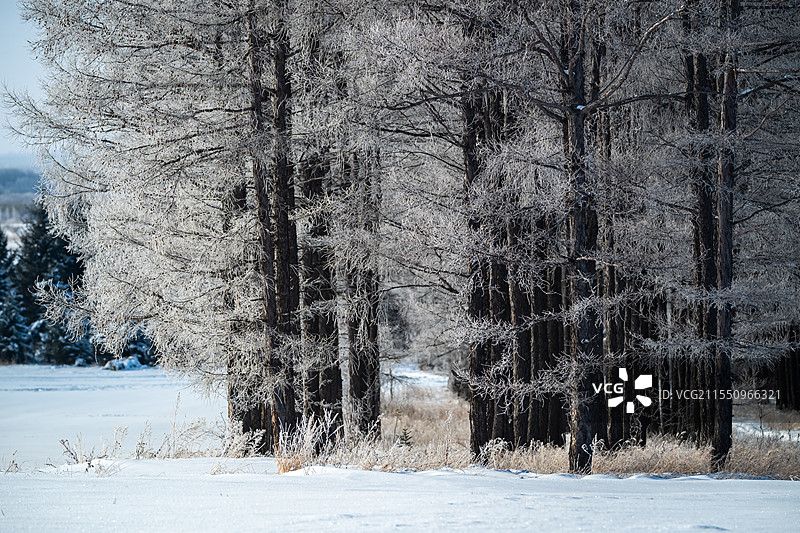 冬季内蒙古呼伦贝尔草原上的雾凇图片素材