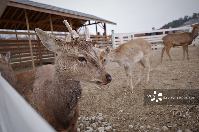 鹿图片素材