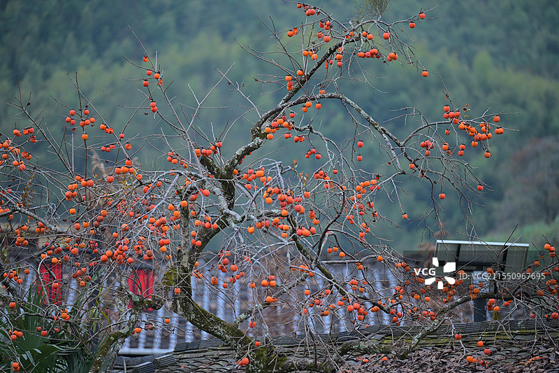冬日柿子图片素材