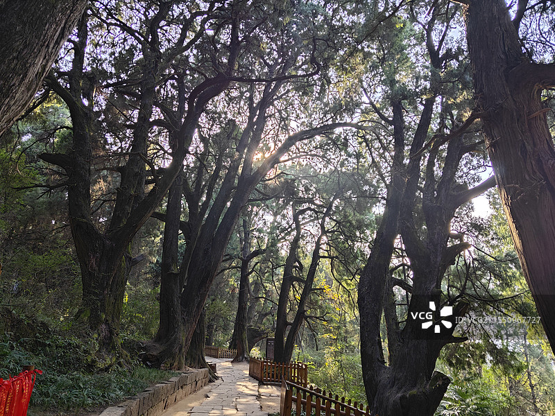 翠云廊美景图片素材