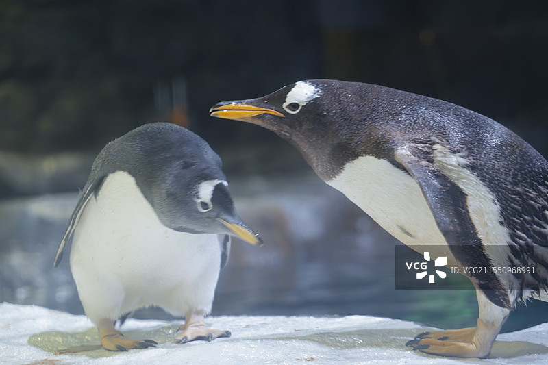 飞禽公园企鹅图片素材