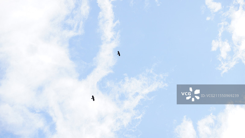 云南香格里拉的天空与飞鸟图片素材