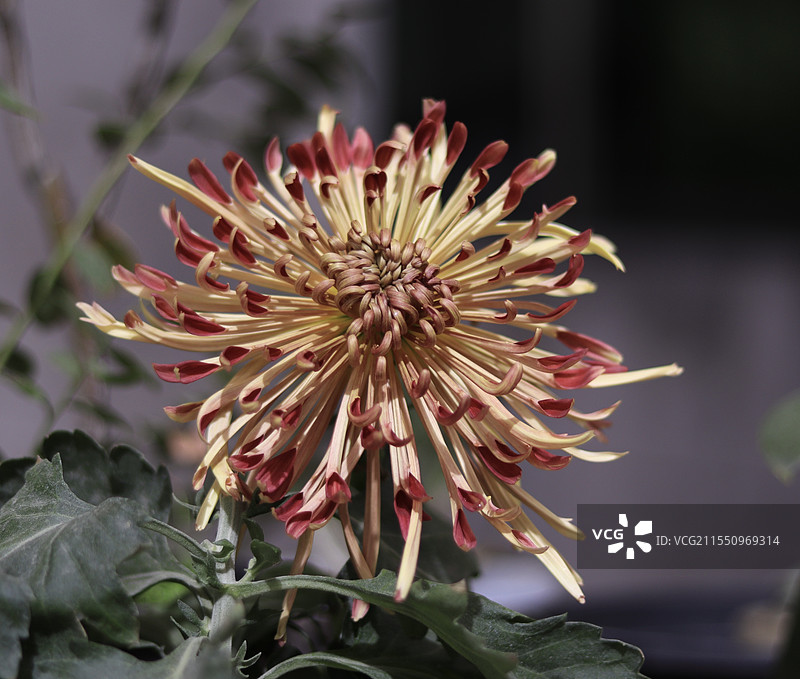 菊花特写图片素材