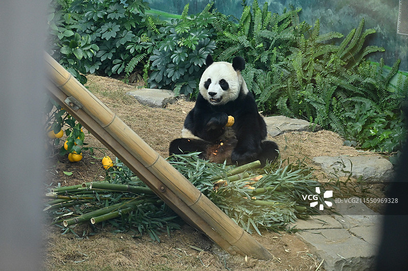 大连森林动物园熊猫图片素材