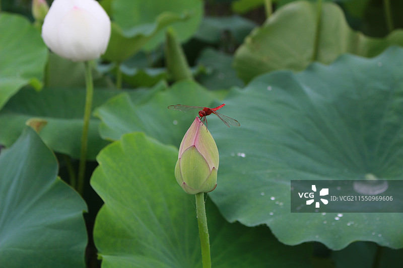 荷塘小趣图片素材