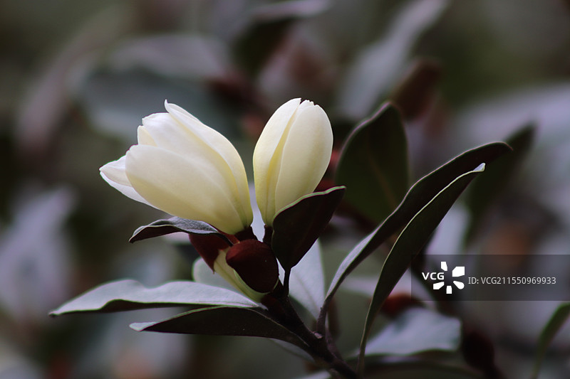 白色的花朵特写图片素材