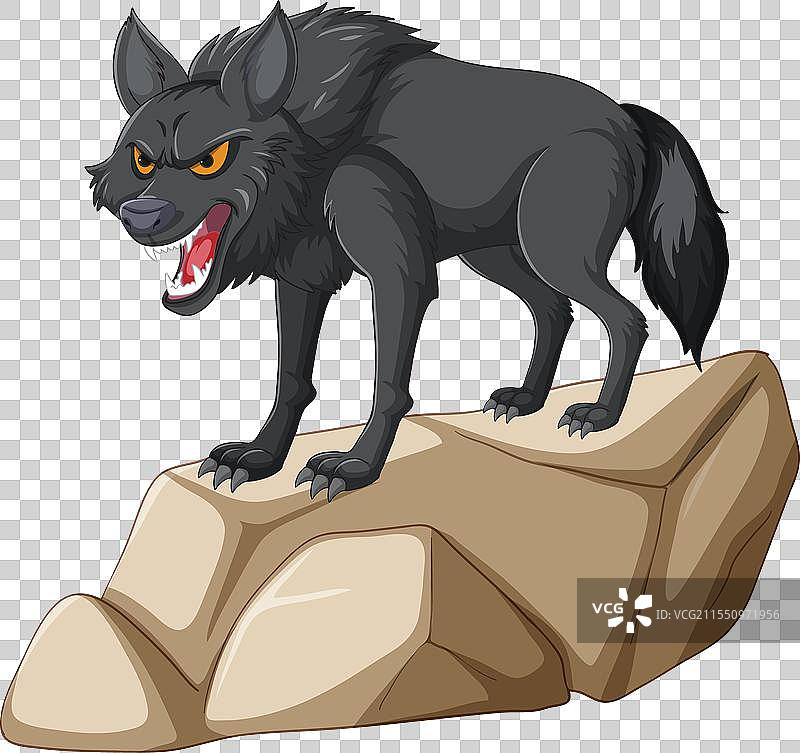 一只咆哮的狼站在石头上。图片素材