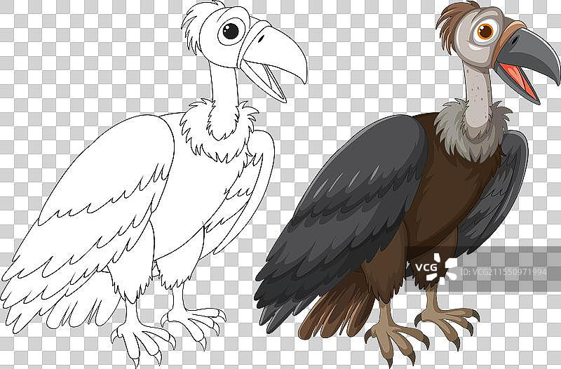 两阶段的秃鹰图形图片素材