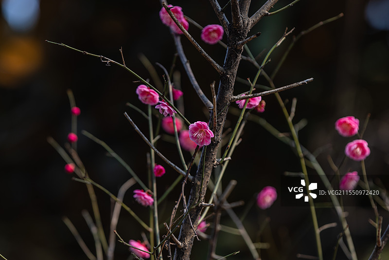 寺院内红梅在树枝上盛放图片素材