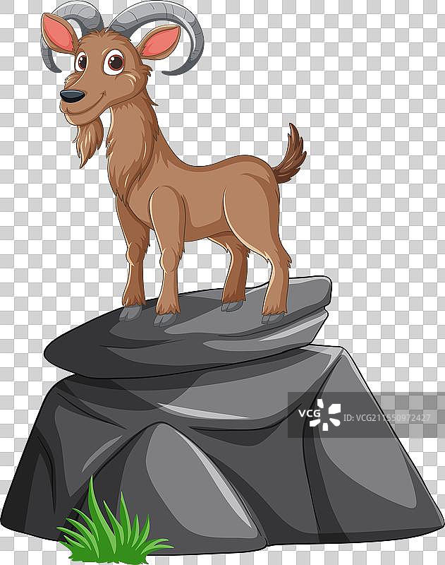 一只带有公羊角的山羊站在岩石上图片素材