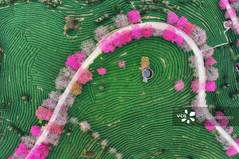 福建龙岩永福樱花园航拍图片素材