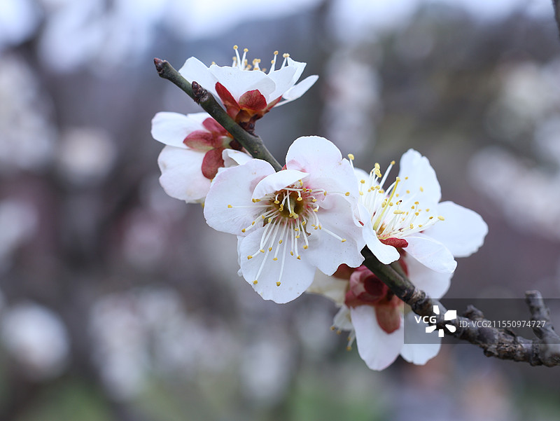 无锡荣氏梅园图片素材