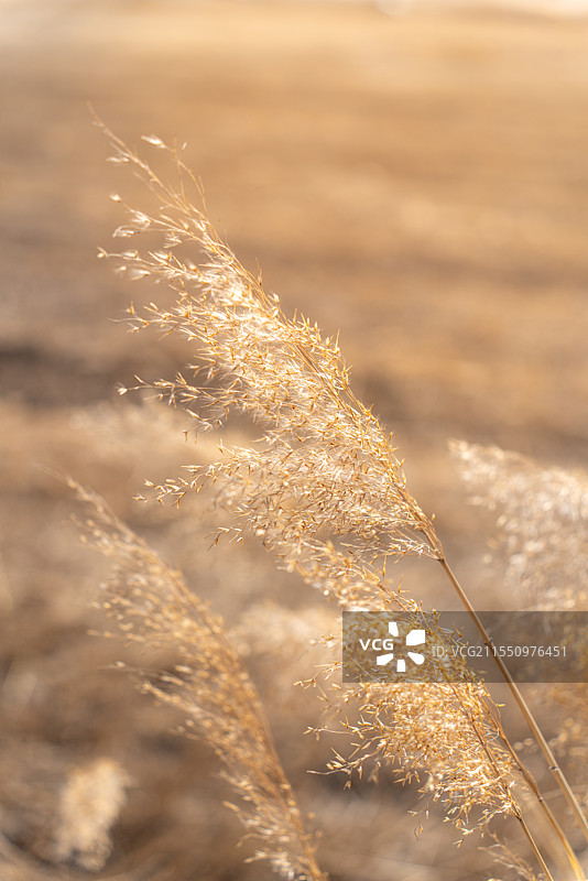 内蒙古包头赛汗塔拉城中草原：微风中摇曳的金黄芒草图片素材
