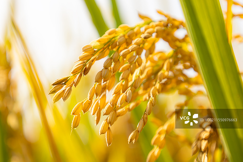 秋收时节，金黄的水稻在稻田里等待收割图片素材