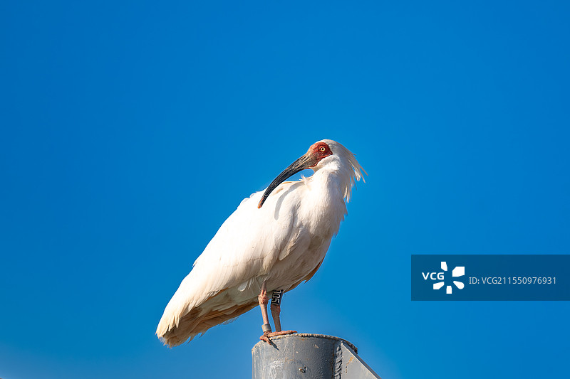 盐城丹顶鹤湿地生态旅游度假区-朱鹮图片素材