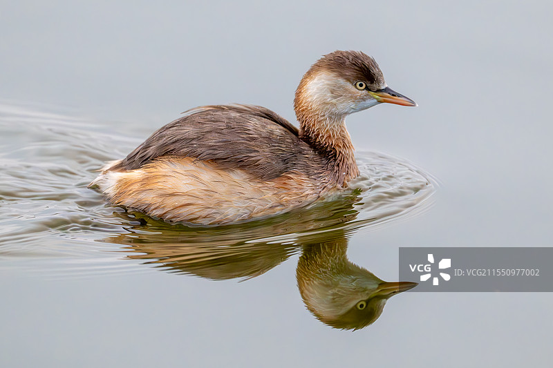 小鸊鷉图片素材
