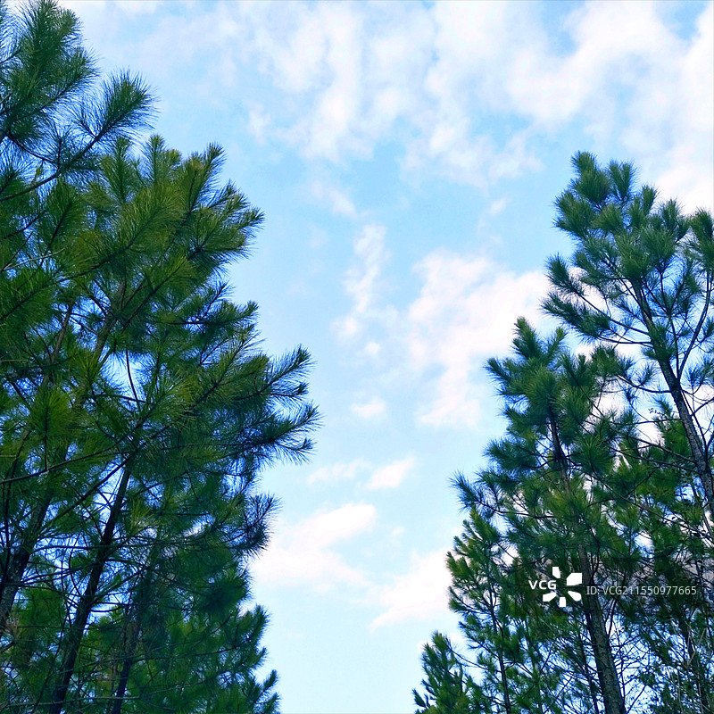 松树天空图片素材