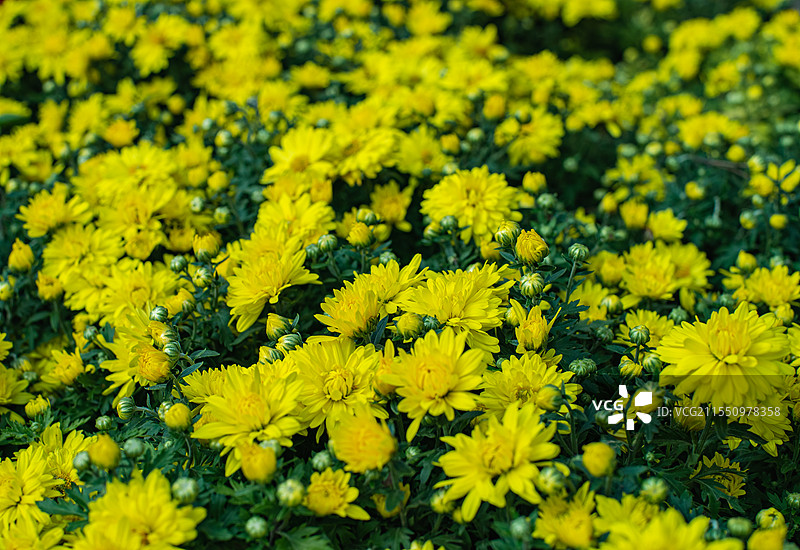 中国非都市风光拍摄主题，种植园里一片黄色的菊花雏菊栽培植物，户外白昼无人图像摄影图片素材