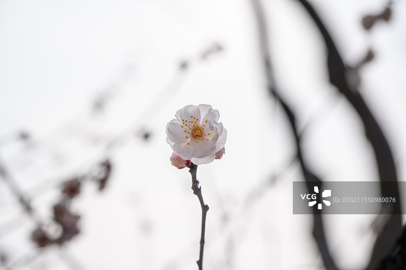 武汉东湖梅园盛开的梅花图片素材